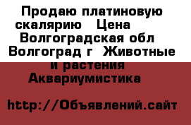 Продаю платиновую скалярию › Цена ­ 500 - Волгоградская обл., Волгоград г. Животные и растения » Аквариумистика   